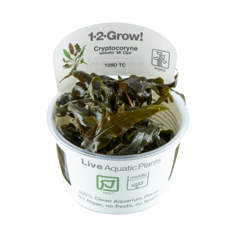 Tropica Cryptocoryne wendtii Mi Oya 1-2-Grow!