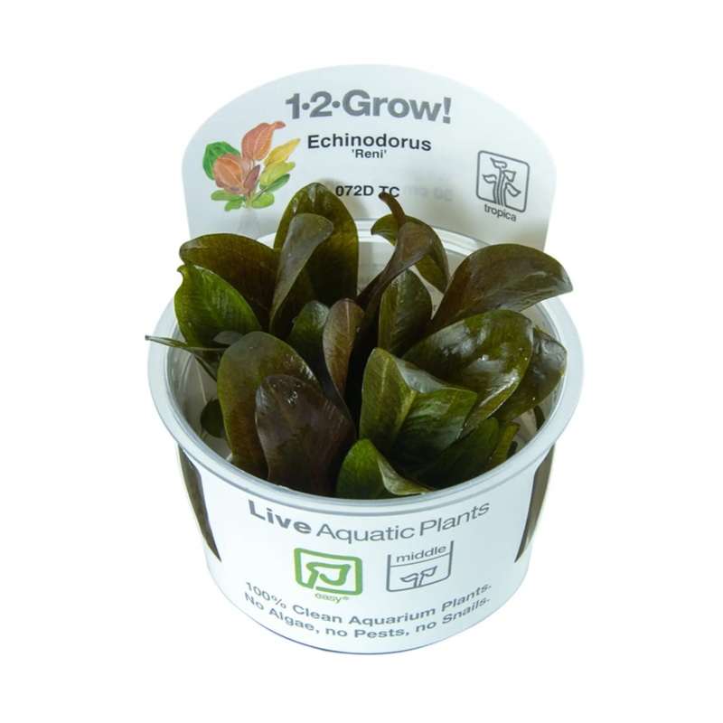 Tropica Echinodorus reni 1-2-GROW!