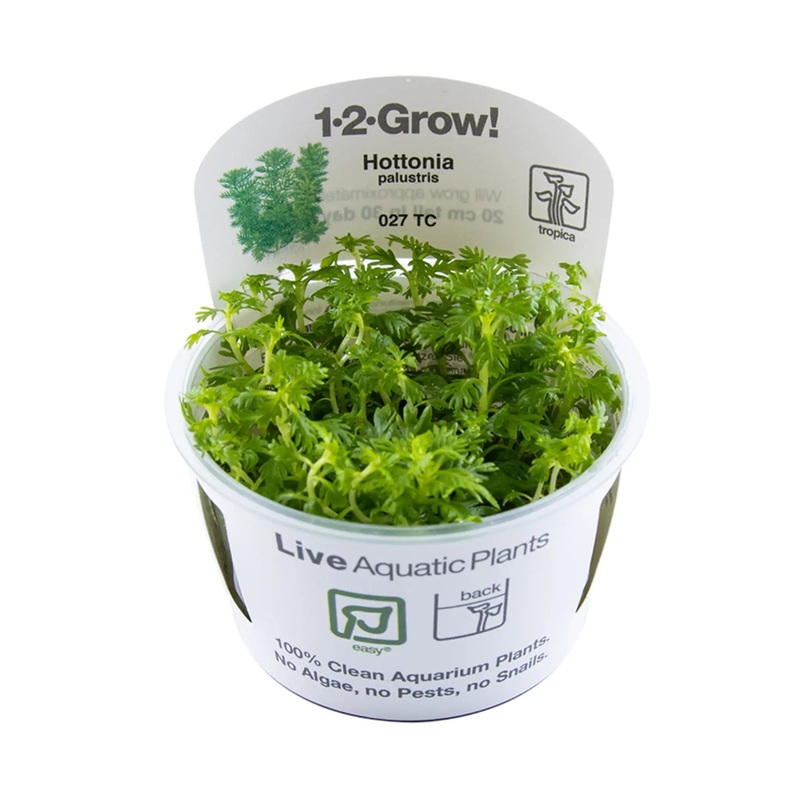 Tropica Hottonia palustris 1-2-GROW!