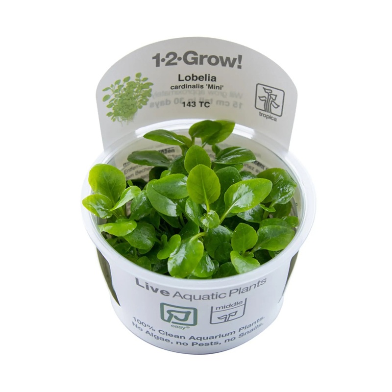 Tropica Lobelia cardinalis Mini 1-2-GROW!