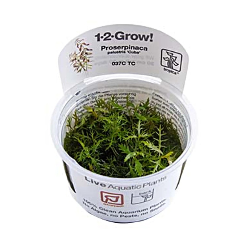 Tropica Proserpinaca palustris Cuba 1-2-GROW!