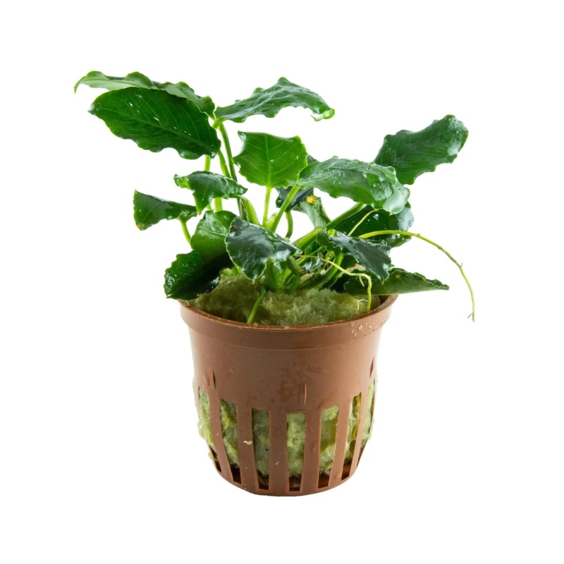 Anubias barteri var nana Kirin