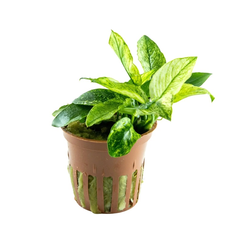 Anubias barteri var nana Pinto