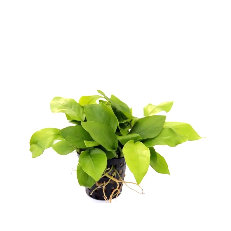 Anubias nana gold