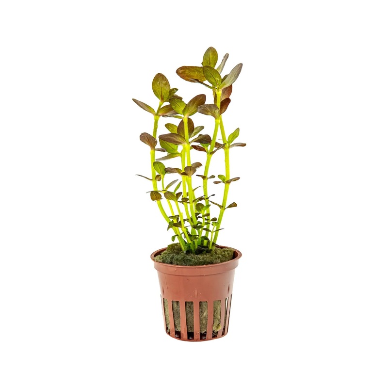 Bacopa salzmanni Purple