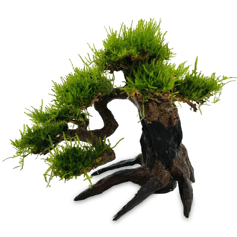 Bonsai Tree with Moss - Medium Size