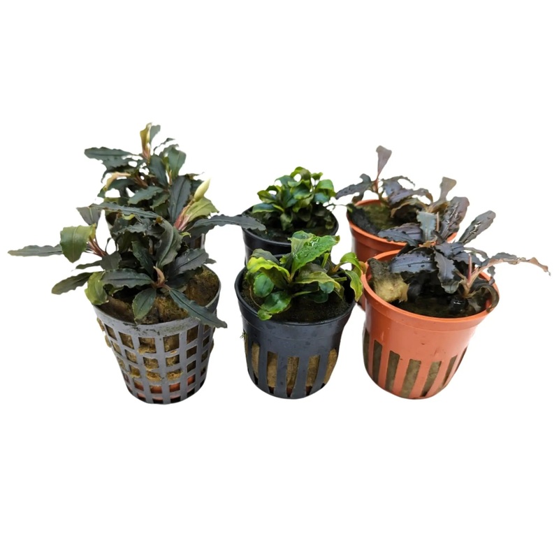 Bucephalandra Mixed Box of Aquarium Plants