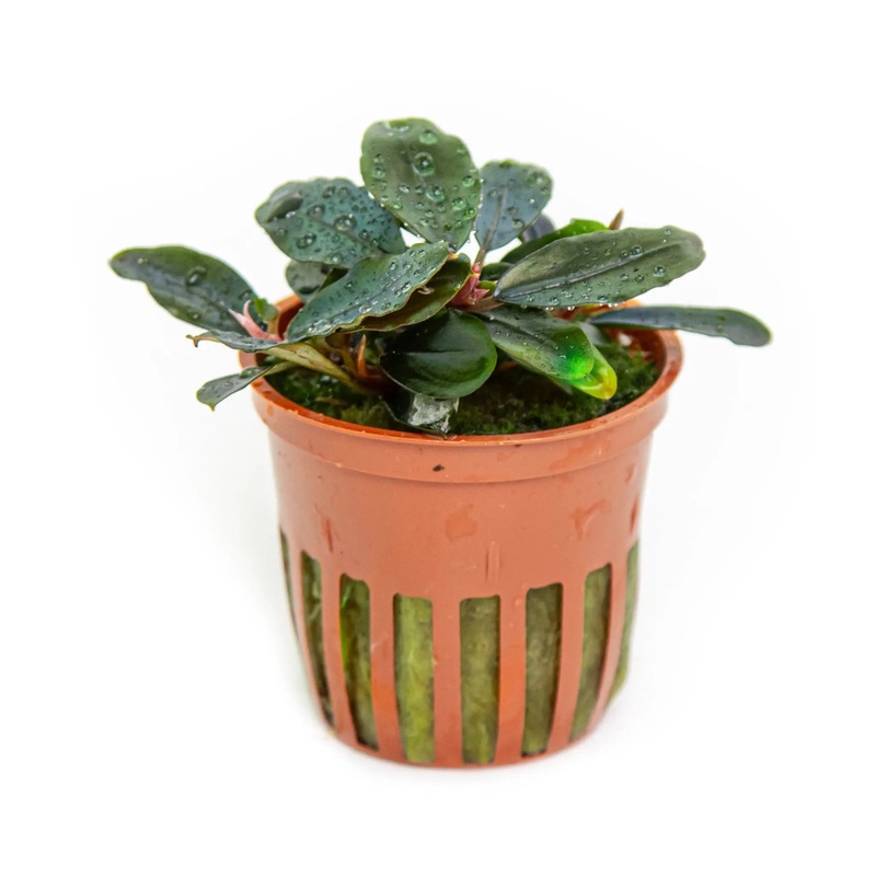 Bucephalandra sordidula Blue
