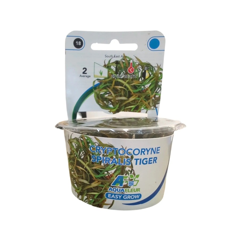 Easy Grow Cryptocoryne Spiralis Tiger