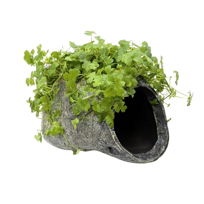 Hydrocotyle tripartita Fish Cave