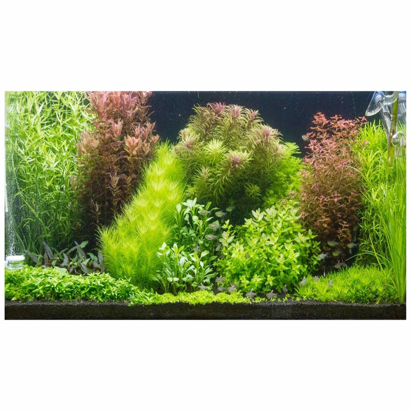Scaped For You Collection - Layout 105 (300L) Medium