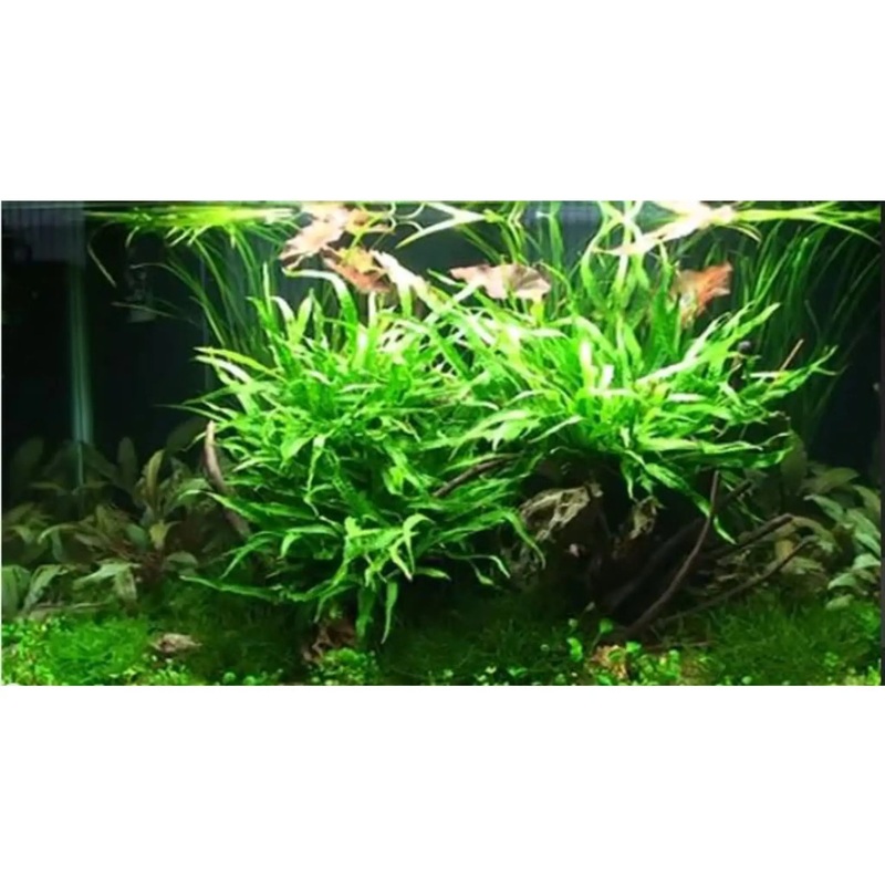 Scaped For You Collection - Layout 19 (140L) Easy