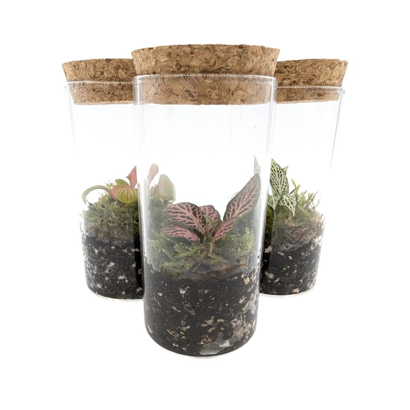 Sukoshi (Mini) Terrarium