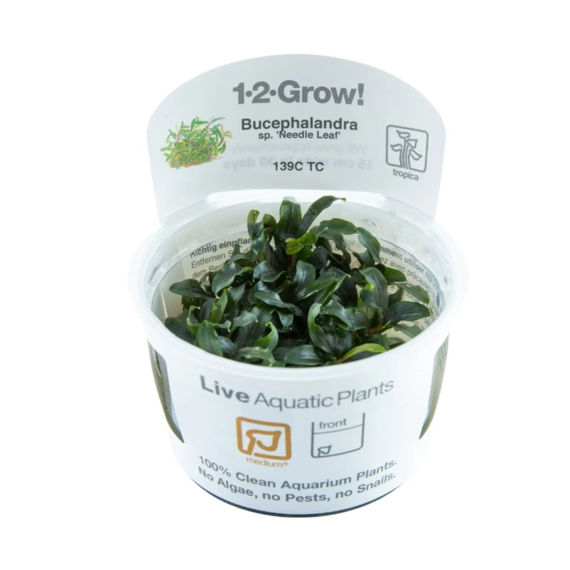 Tropica Bucephalandra sp. Needle Leaf 1-2-GROW!