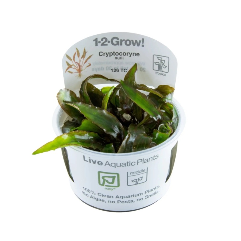 Tropica Cryptocoryne nurii 1-2-GROW!