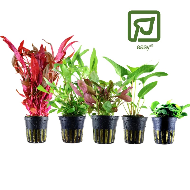 Tropica Easy Growing Aquarium Plants Bundle - 5 Plants, Easy to Grow