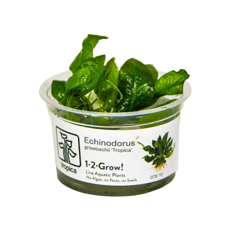 Tropica Echinodorus grisebachii Tropica 1-2-GROW