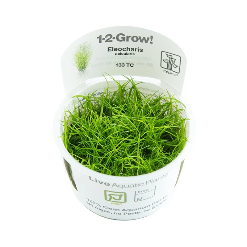 Tropica Eleocharis acicularis 1-2-GROW!
