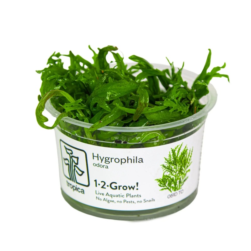 Tropica Hygrophila odora 1-2-GROW