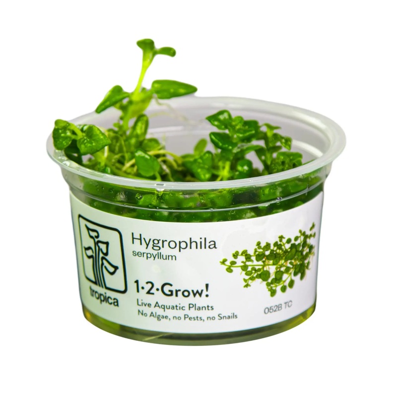 Tropica Hygrophila serpyllum 1-2-GROW