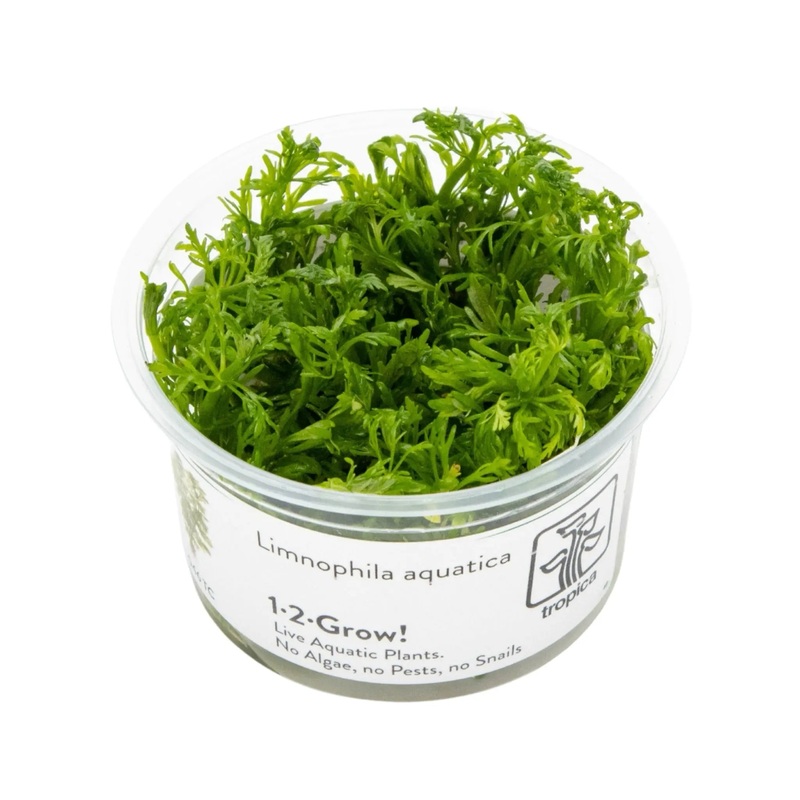 Tropica Limnophila aquatica 1-2-GROW