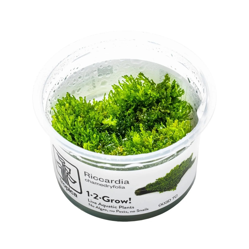 Tropica Riccardia chamedryfolia 1-2-GROW