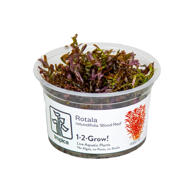 Tropica Rotala rotundifolia 'Blood Red' 1-2-Grow!