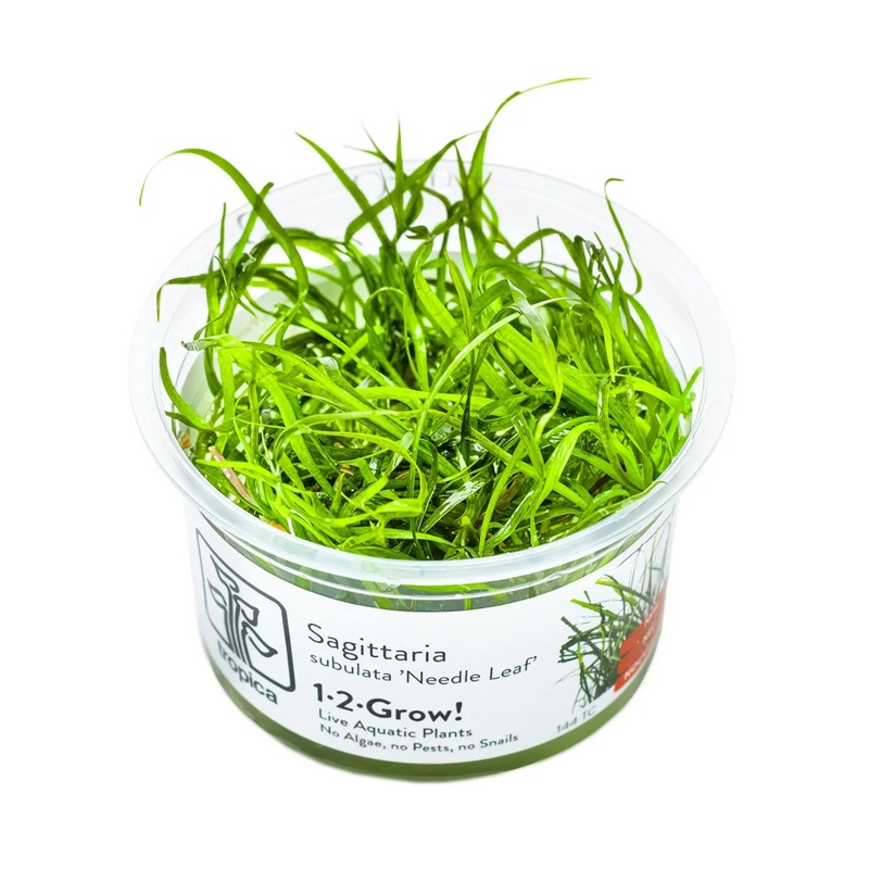 Tropica Sagittaria sabulata Needle Leaf 1-2-Grow!