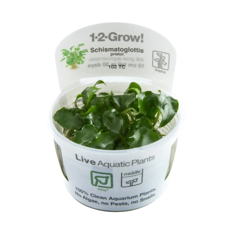 Tropica Schismatoglottis prietoi 1-2-GROW!