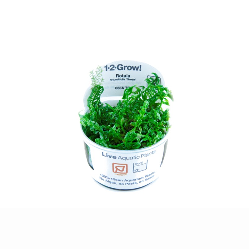 Tropica Rotala Rotundifolia Green