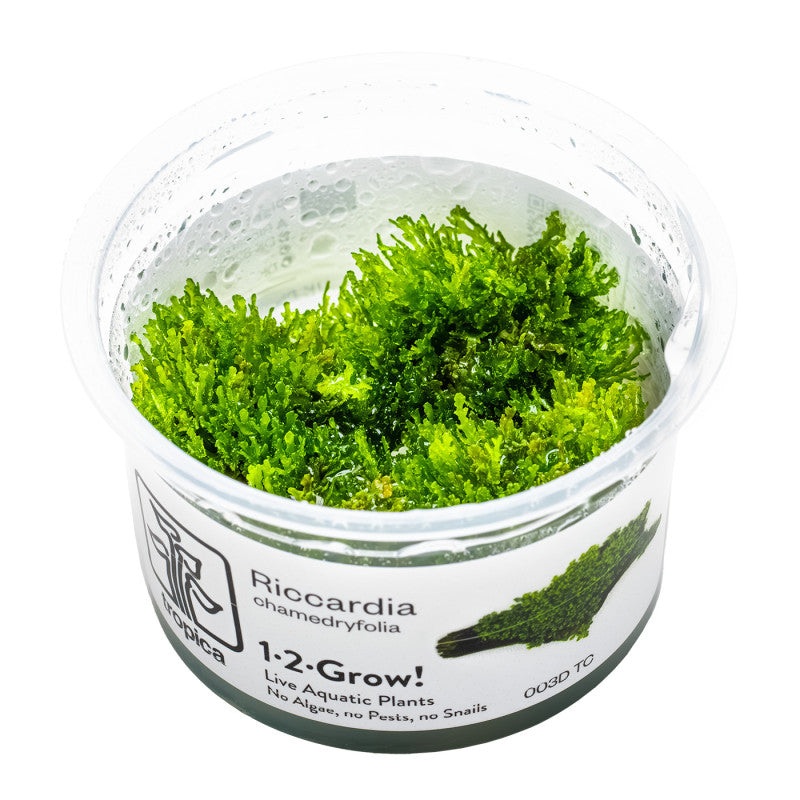 Riccardia chamedryfolia Moss Tropica 1-2-GROW