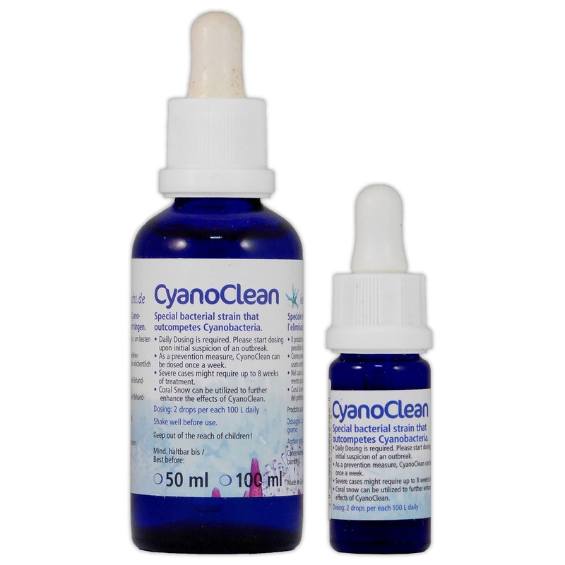 Korallen-Zucht Cyano Clean