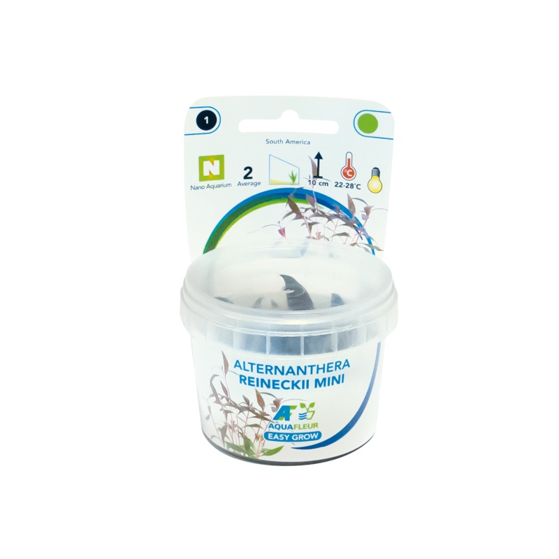 Aquafleur Easy Grow 1 Alternanthera Reineckii Mini