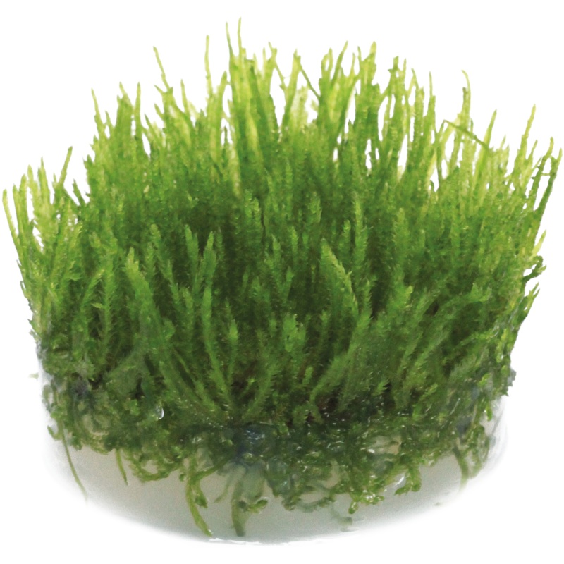 Aquafleur Easy Grow 113 Taxiphyllum sp. Spiky Aquarium Live Plant