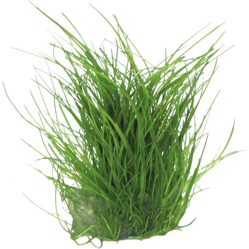 Aquafleur Easy Grow 39 Eleocharis Acicularis Live Plant