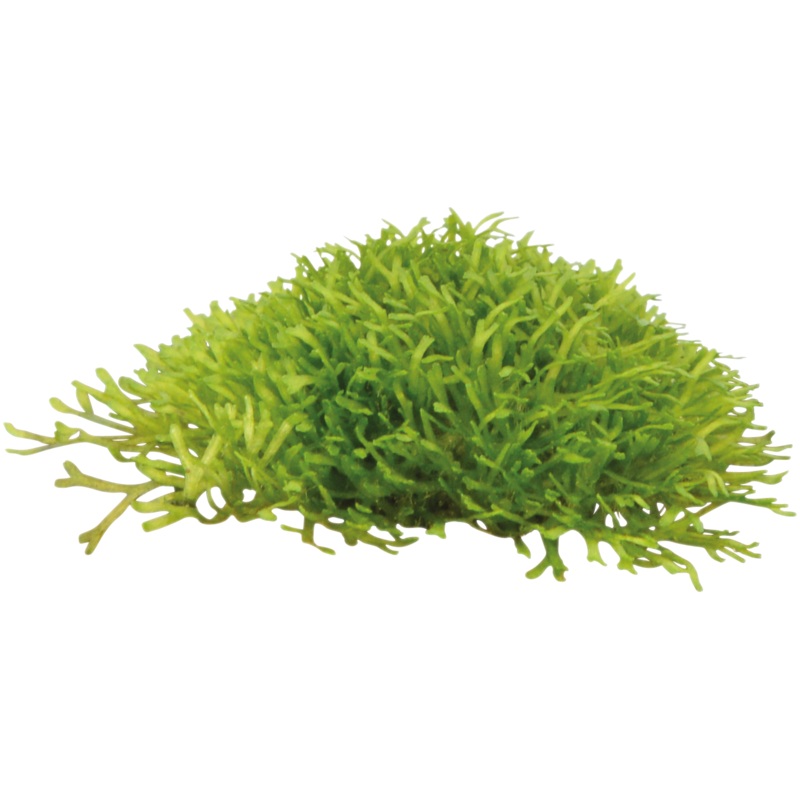 Aquafleur Easy Grow 45 Hemianthus Callitrichoides Aquarium Live Plant Decor