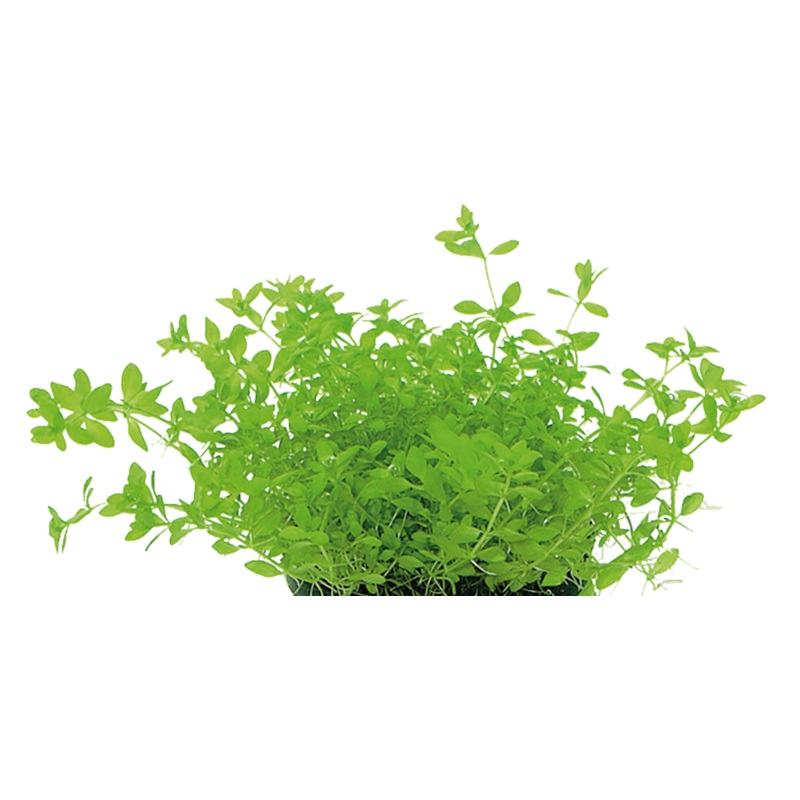 Aquafleur Easy Grow 79 Micranthemum Micranthemoides