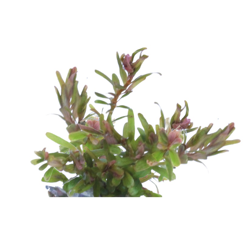 Aquafleur Easy Grow 99 Rotala H'ra Aquarium Live Plant