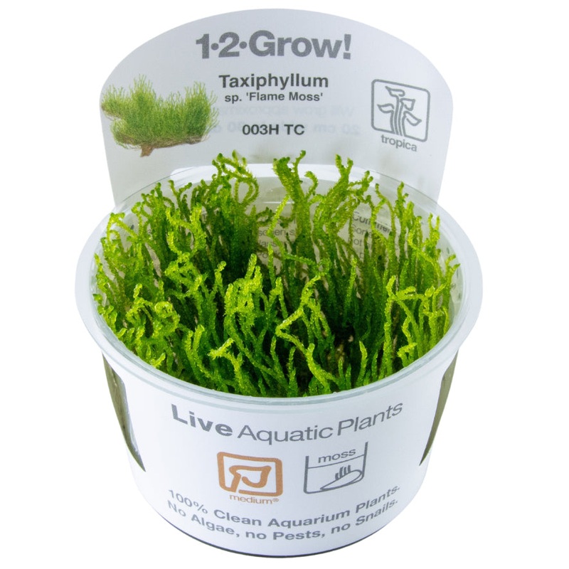 Tropica Taxiphyllum sp. Flame Moss (Medium, Middleground) 1-2-Grow!
