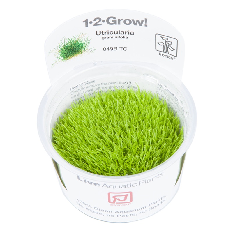 Tropica Utricularia graminifolia (Advanced, Foreground) 1-2-Grow!