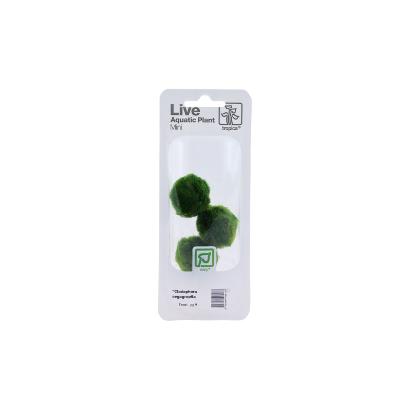 Tropica Plants Aegagropila linnaei Live Aquatic Mini Plant 3 Moss Balls