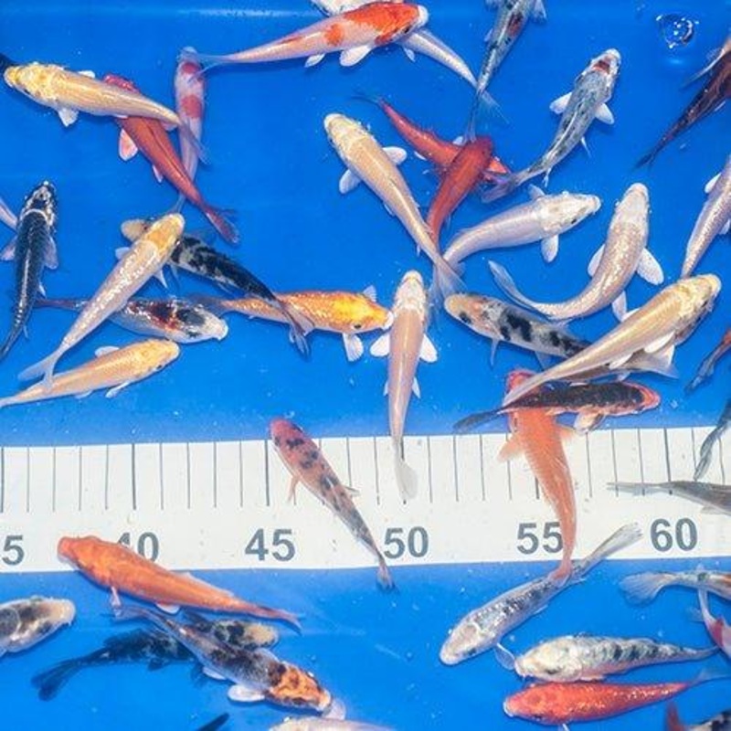 10 x 2-3" Koi