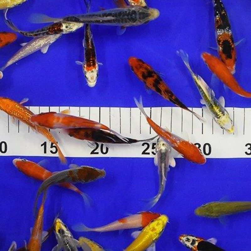 10 x 3-4" Koi