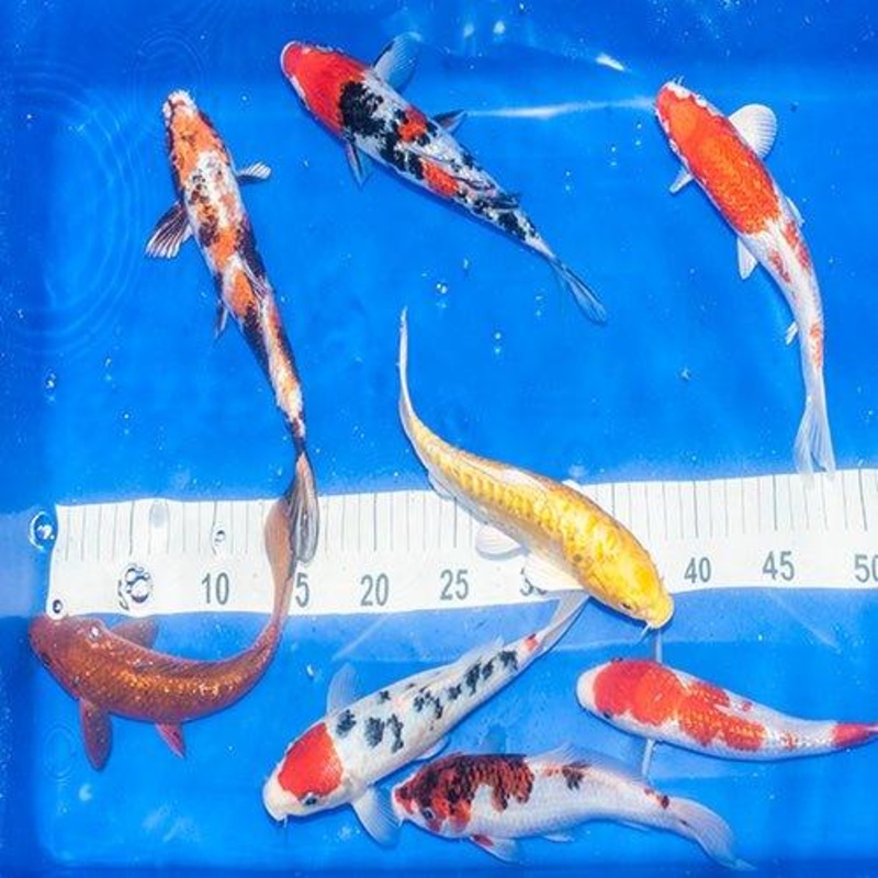 10 x Grade AA 7-8" Koi