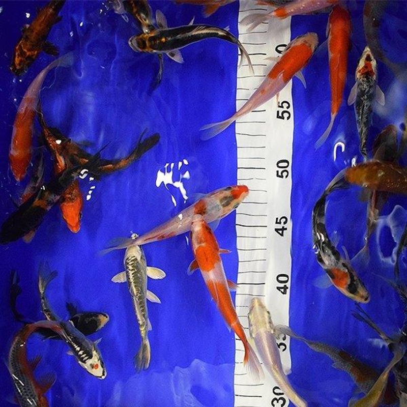 100 x 4-5" Koi