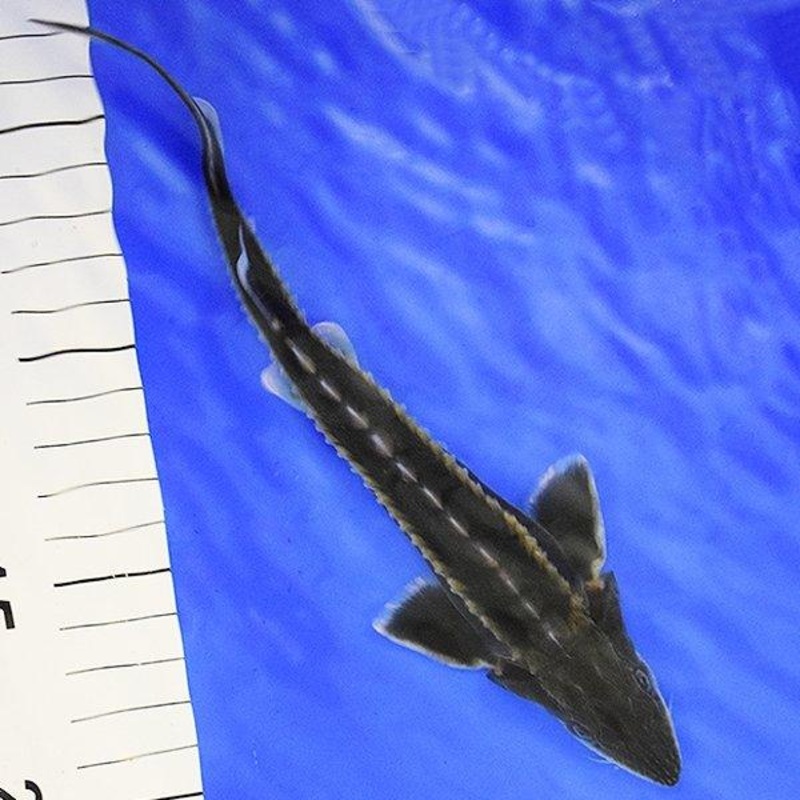 10x 10-15cm Diamond Sturgeon - Acipenser gueldenstaedtii