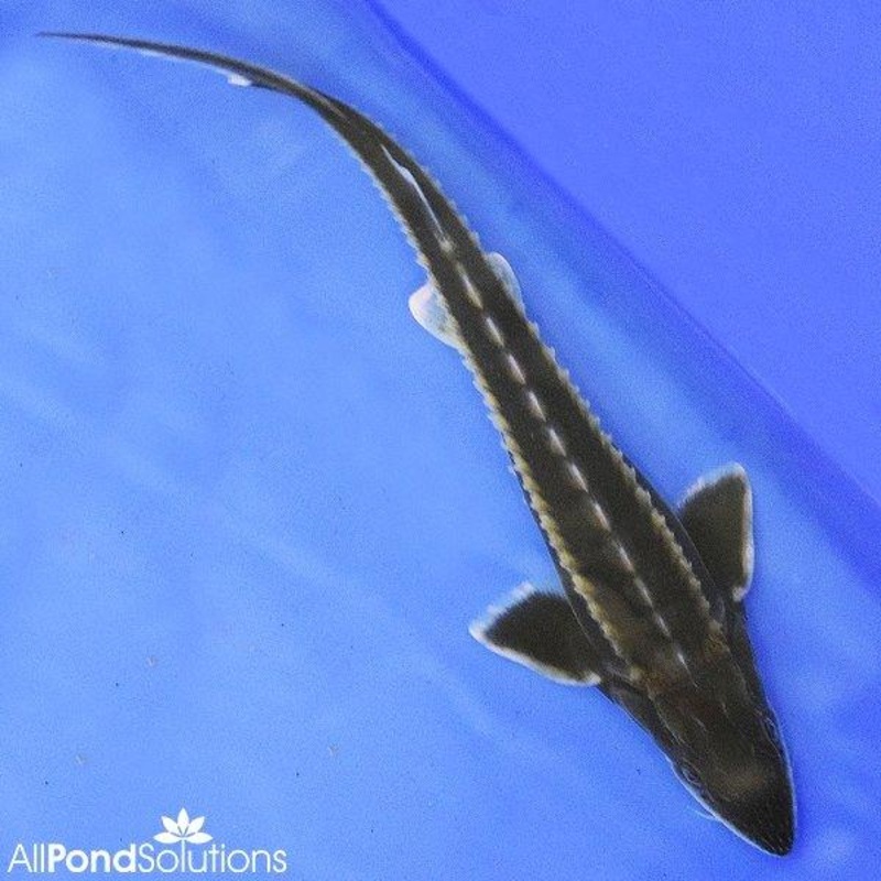 10x 15-20cm Diamond Sturgeon - Acipenser gueldenstaedtii