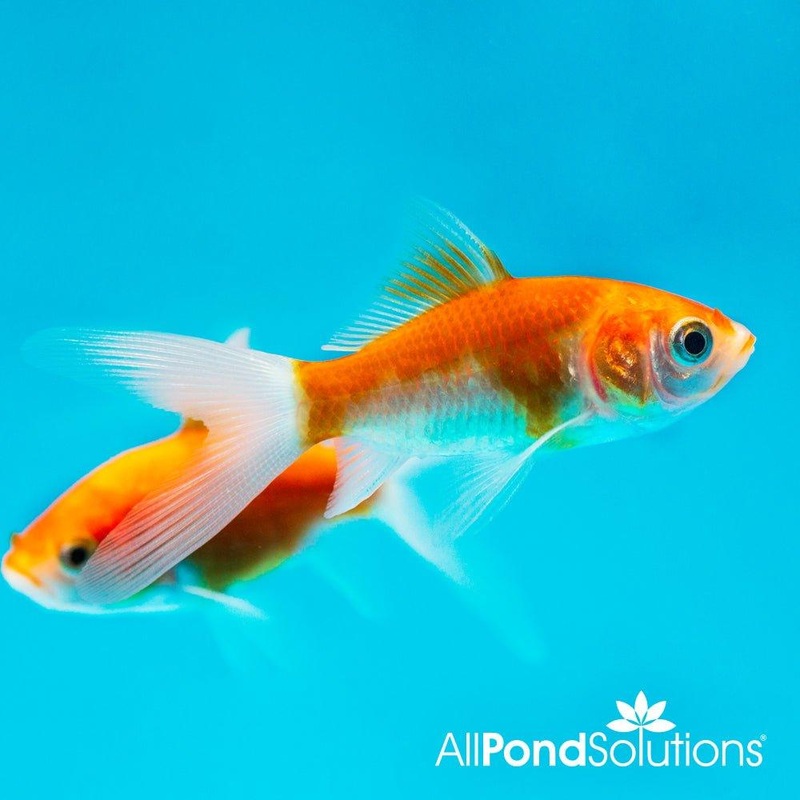 2 - 3" Sarasa Comets - Carassius auratus