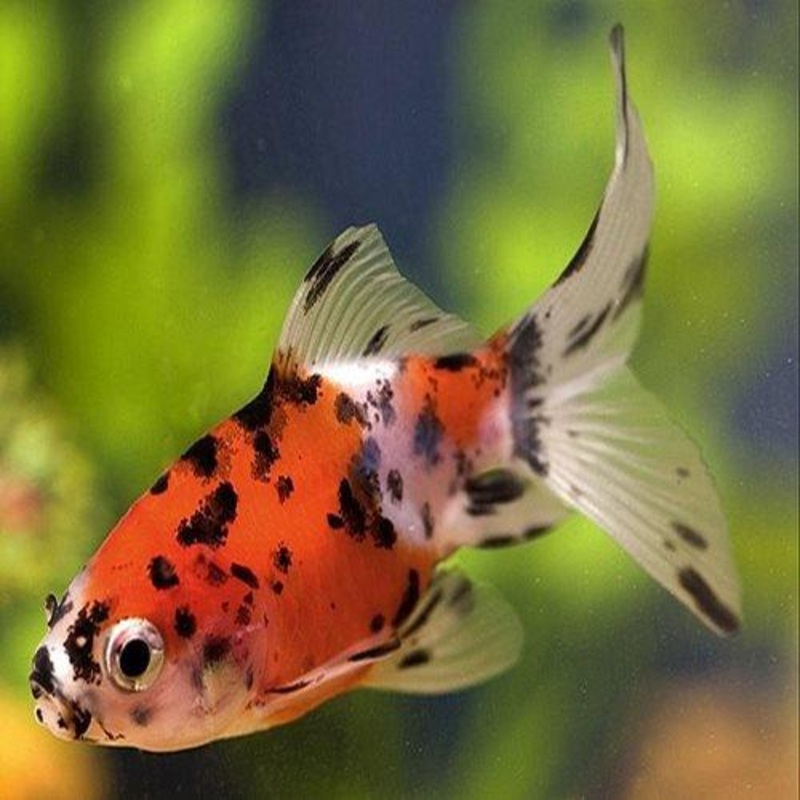 2-3" Shubunkin - Carassius auratus