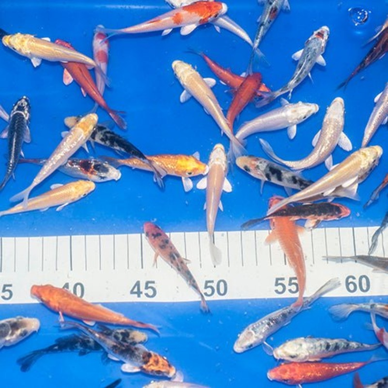40 x 2-3" Koi